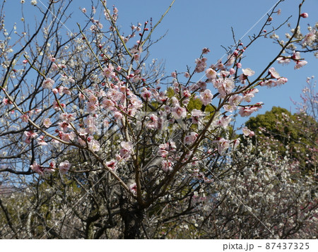 谷保天満宮(東京多摩地域の梅の名所) 谷保天満宮(東京多摩地域の梅の名所) 87437325