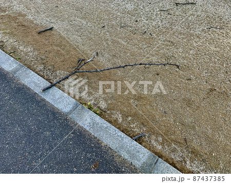歩道に落ちている折れた木の枝/The fallen branch 歩道に落ちている折れた木の枝/The fallen branch 87437385