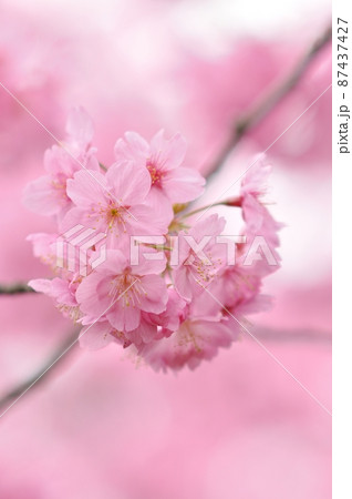 春爛漫~鮮やかなピンクが彩る横浜緋桜(ヨコハマヒザクラ) 春爛漫~鮮やかなピンクが彩る横浜緋桜(ヨコハマヒザクラ) 87437427