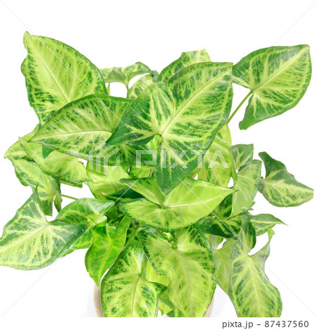 観葉植物、シンゴニウム・ポドフィルムの葉【白背景】 87437560