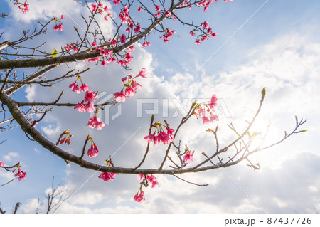 南の島の緋寒桜（寒緋桜）（鹿児島県　奄美群島　沖永良部島） 87437726