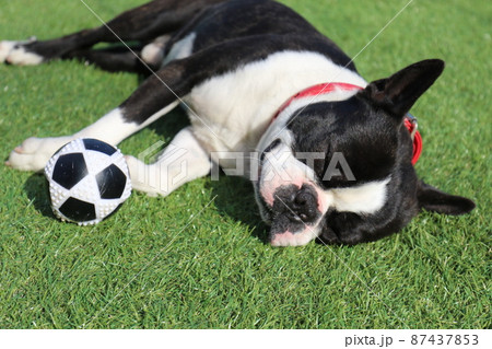 我が家のドックランでボール遊びをして疲れて寝ている愛犬ボストンテリアのマイティくん 87437853