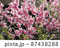 満開に咲いたピンク色の梅の花 87438288
