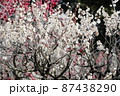 満開に咲いた白い梅の花 87438290