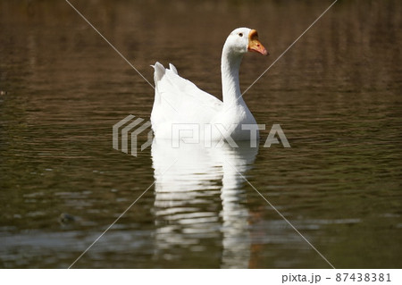 水鳥のダウンボールイメージ素材 87438381