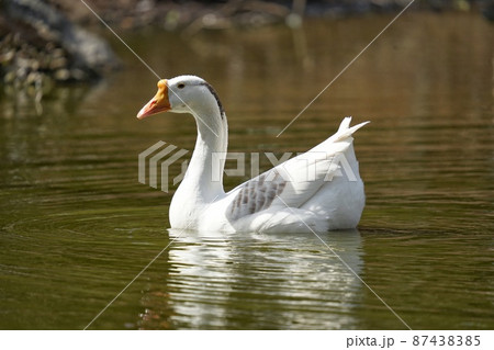 水鳥のダウンボールイメージ素材 87438385
