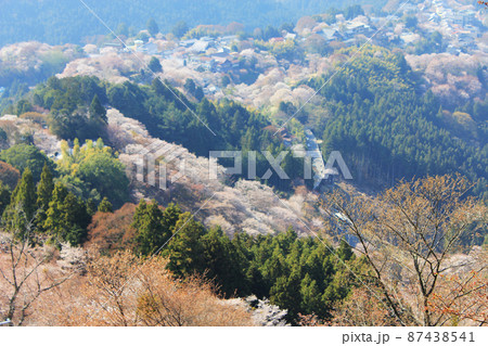 奈良県吉野山の桜 87438541
