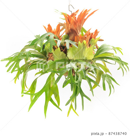 観葉植物、コウモリラン大玉仕立てのハンギング【白背景】 観葉植物、コウモリラン大玉仕立てのハンギング【白背景】 87438740