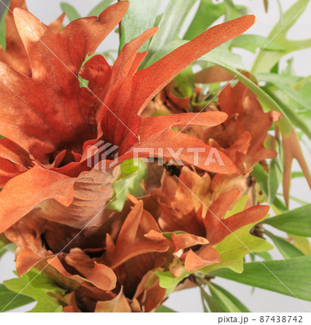 観葉植物、コウモリランの貯水葉(外套葉) 観葉植物、コウモリランの貯水葉(外套葉) 87438742