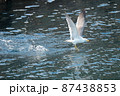 うみねこ 87438853