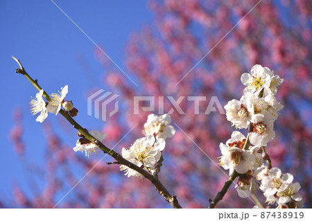 茨城県庁の紅梅と白梅 茨城県庁の紅梅と白梅 87438919