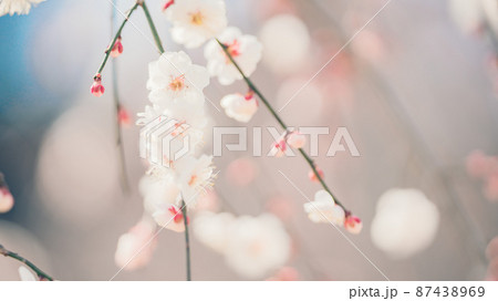 白梅のアップ 白梅のアップ 87438969