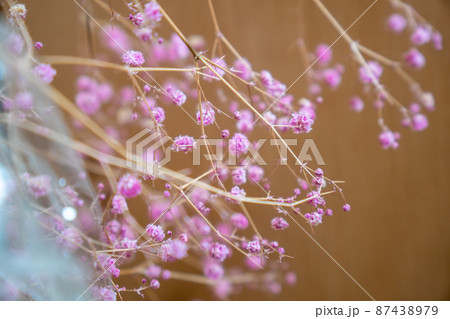きらめき感のあるカラーカスミソウのドライフラワー ピンク 茶バック 横位置の写真素材