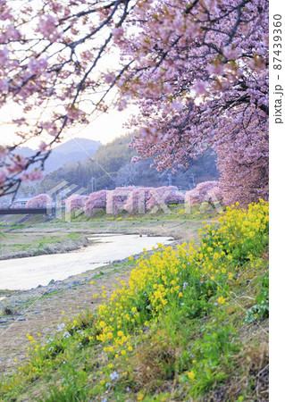 みなみの桜と菜の花まつり 87439360
