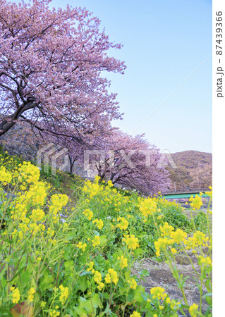 みなみの桜と菜の花まつり 87439366