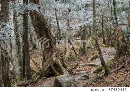 霧氷の長者ヶ岳。富士外輪山。日本の雄大な自然。 87439416