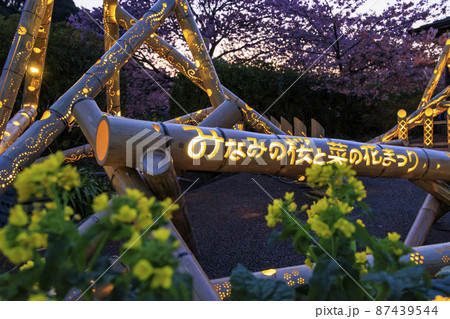みなみの桜と菜の花まつりライトアップ 87439544
