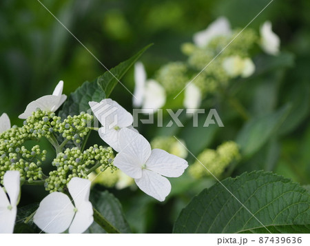 額紫陽花（前橋　荻窪公園） 87439636