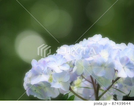 あじさい（前橋　荻窪公園） 87439644