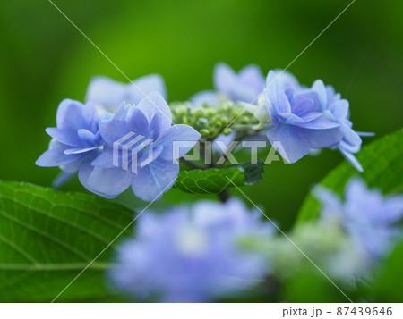額紫陽花(前橋 荻窪公園) 額紫陽花(前橋 荻窪公園) 87439646