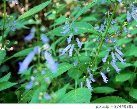 水色の小花 アキチョウジ(Isodon longitubus)(熊本県菊池渓谷) 水色の小花 アキチョウジ(Isodon longitubus)(熊本県菊池渓谷) 87440885