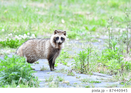 公園内を歩くタヌキ 公園内を歩くタヌキ 87440945