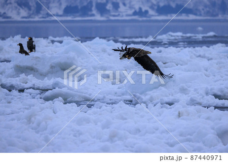 流氷原を飛翔するオジロワシ(北海道羅臼にて) 87440971