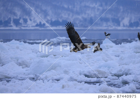 流氷原を飛翔するオジロワシ(北海道羅臼にて) 87440975
