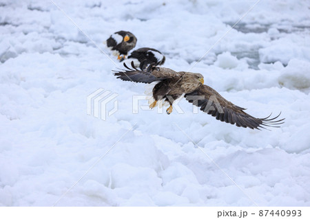 流氷原を飛翔するオジロワシ(北海道羅臼にて) 87440993