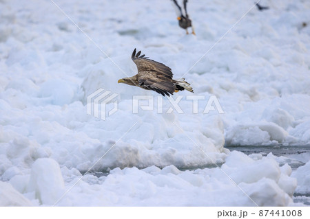 流氷原を飛翔するオジロワシ(北海道羅臼にて) 87441008