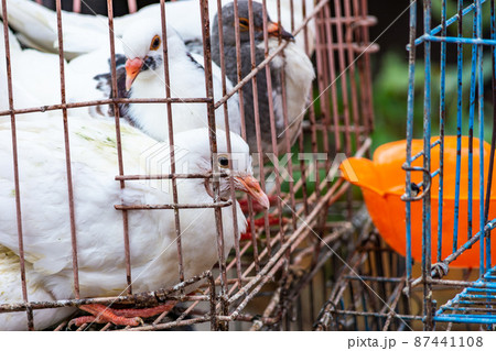 White pigeon doves in a metal wire cage, on sale at market in Qingdao, China 87441108