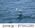 うみねこ 87441280