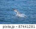 うみねこ 87441281