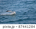 ウミネコ 87441284