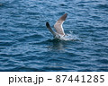 ウミネコ 87441285