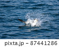 ウミネコ 87441286