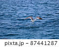 ウミネコ 87441287