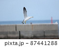 ウミネコ 87441288
