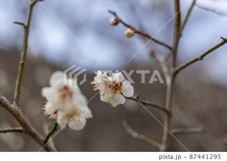 茨城県日立市　諏訪梅林の梅の花 87441295