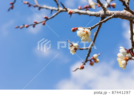 茨城県日立市　諏訪梅林の梅の花 87441297