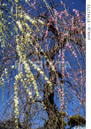 春の青空に咲いた紅白の枝垂れ梅 87441753