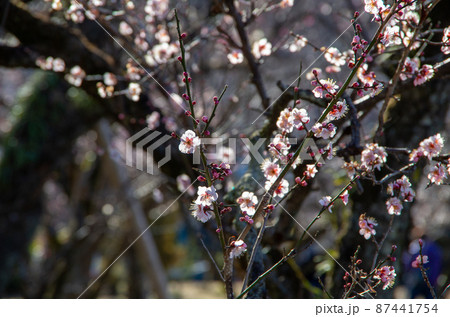 早春の梅林 早春の梅林 87441754