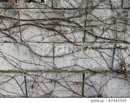 ブロック塀に絡みついているたくさんの枯れたつる草 The Wallの写真素材
