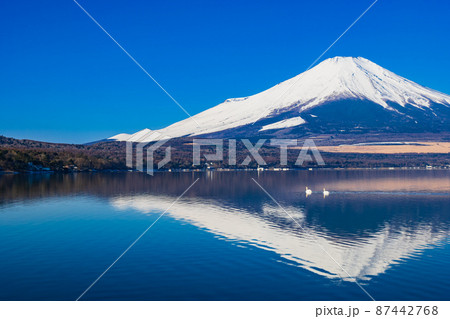 冬の富士山と白鳥のカップル 山中湖 冬の富士山と白鳥のカップル 山中湖 87442768