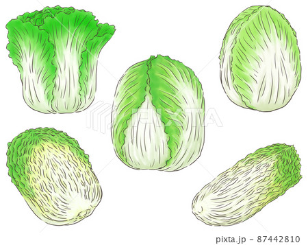 いろいろ白菜（線1色） 87442810
