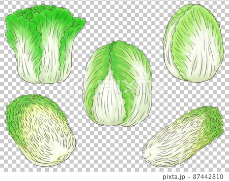 いろいろ白菜（線1色） 87442810