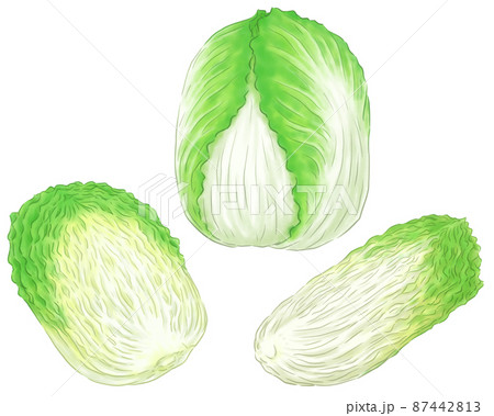 白菜1個と半分と4分の1 87442813