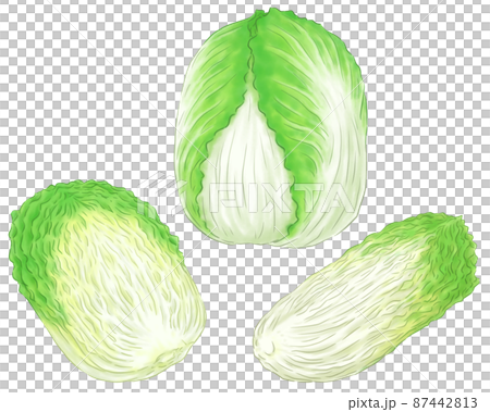 白菜1個と半分と4分の1 87442813