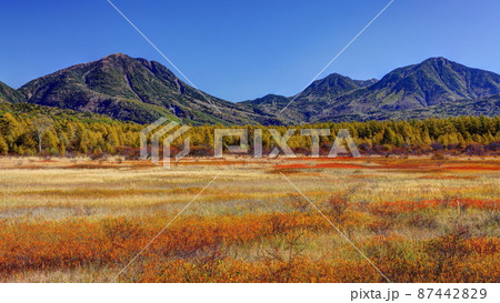 小田代原の紅葉 小田代原の紅葉 87442829