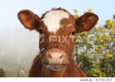 A friendly National Park cow 87443267